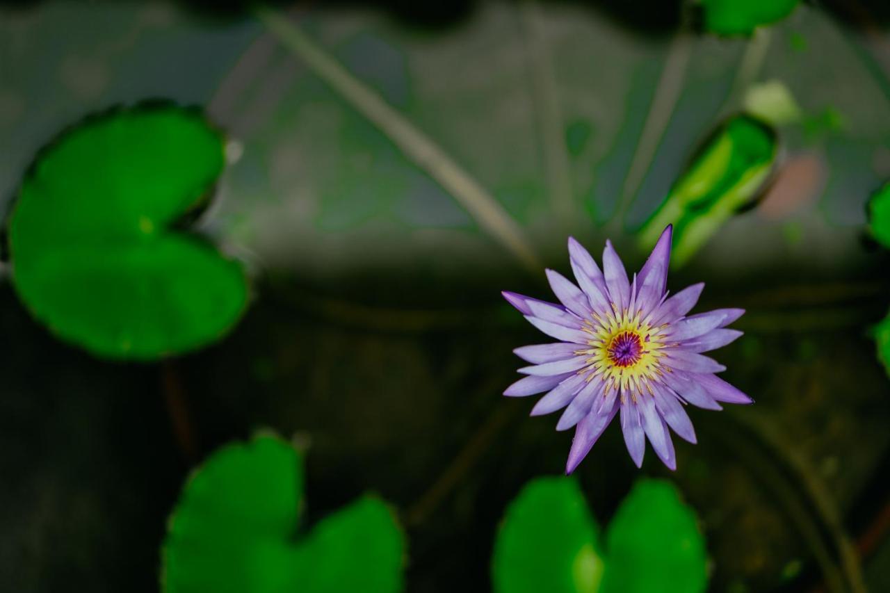 Jungle Lotus Villas Ubud Exteriör bild